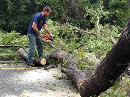 Trusted Mcmechen, WV Tree Removal Services Experts